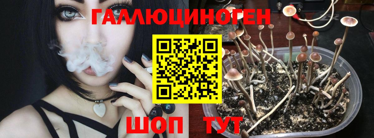 Псилоцибиновые грибы мухоморы  Златоуст  Псилоцибиновые грибы GOLDEN TEACHER 